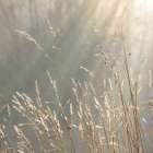 USA, Washington State, Seabeck. Close-up of grass seedheads. Art Print